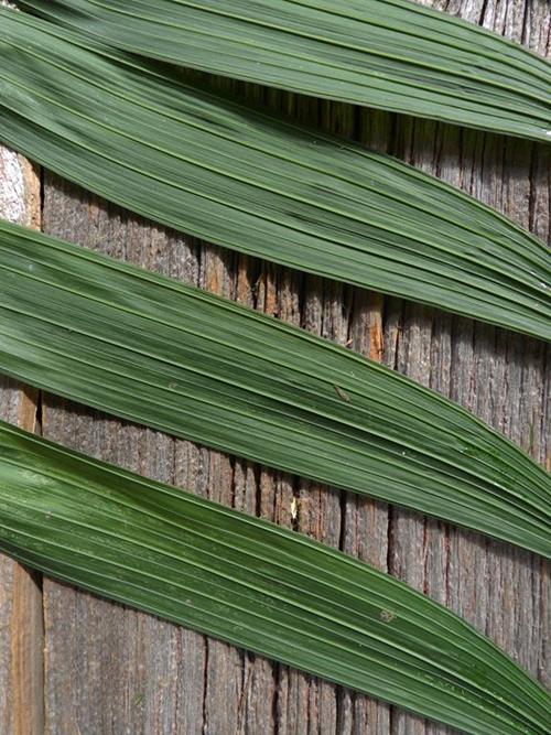 EMERALD PALM  GREENS